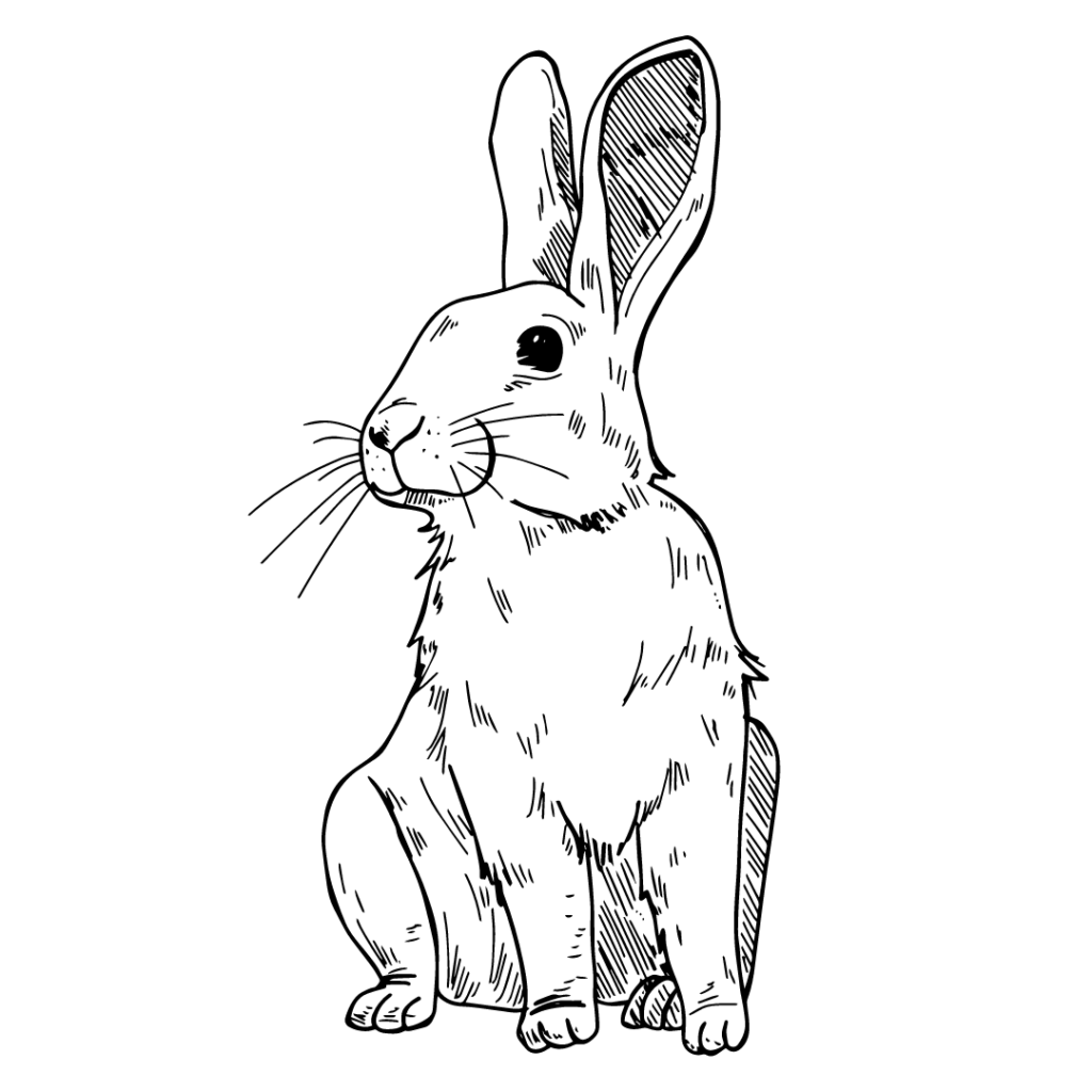 Kaninchen skizziert